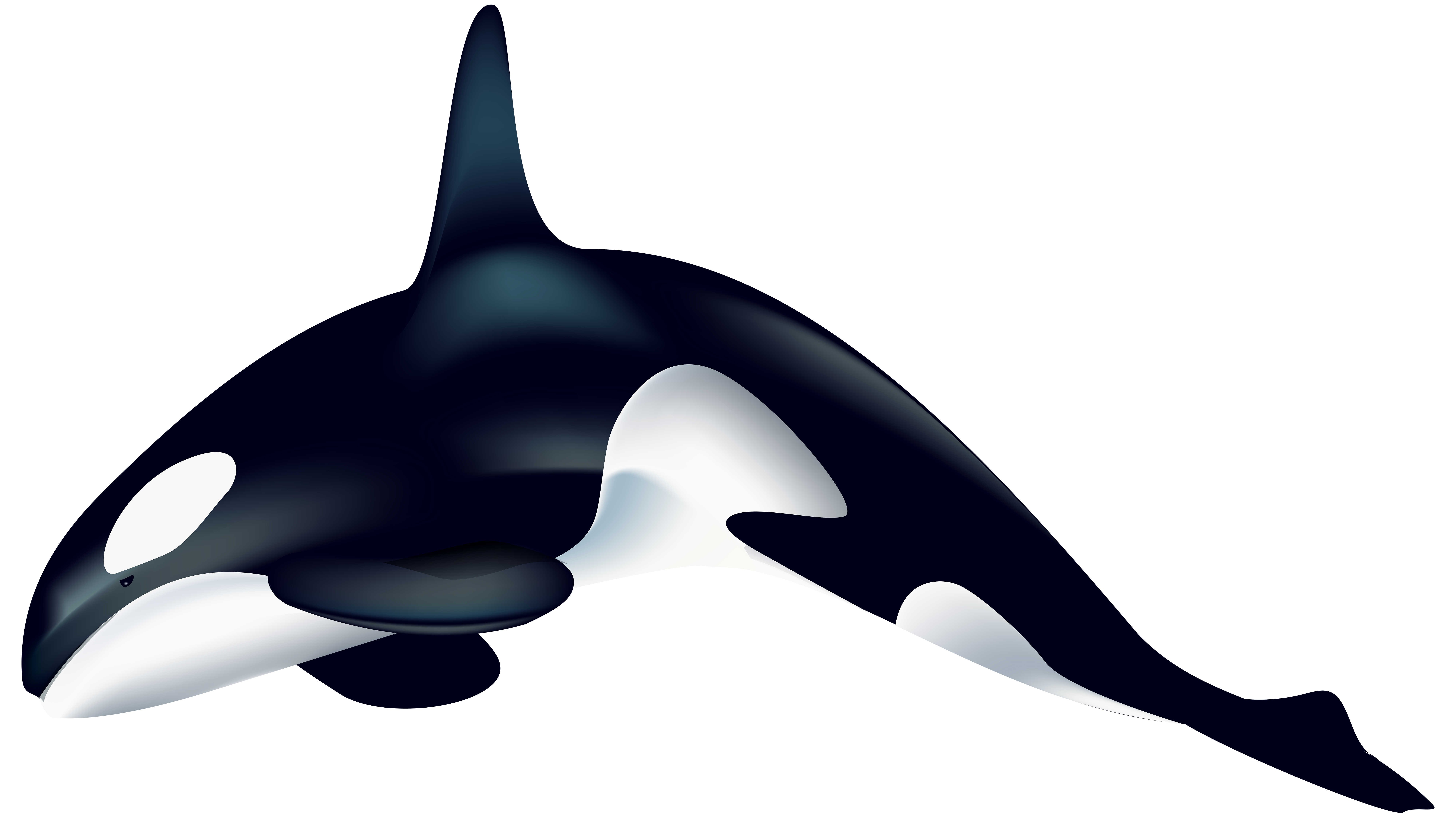 orca clipart