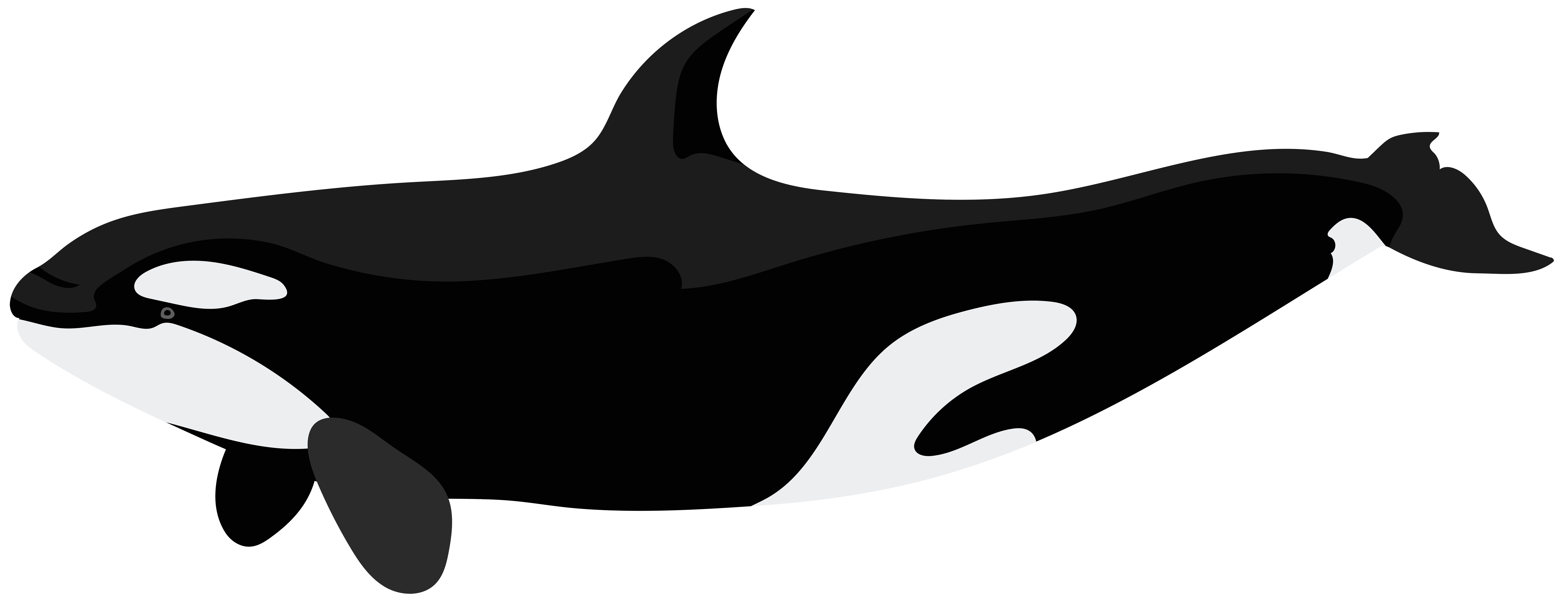 clipart whale transparent background