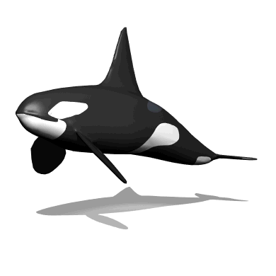 Killer whale animated gif. Orca clipart animation
