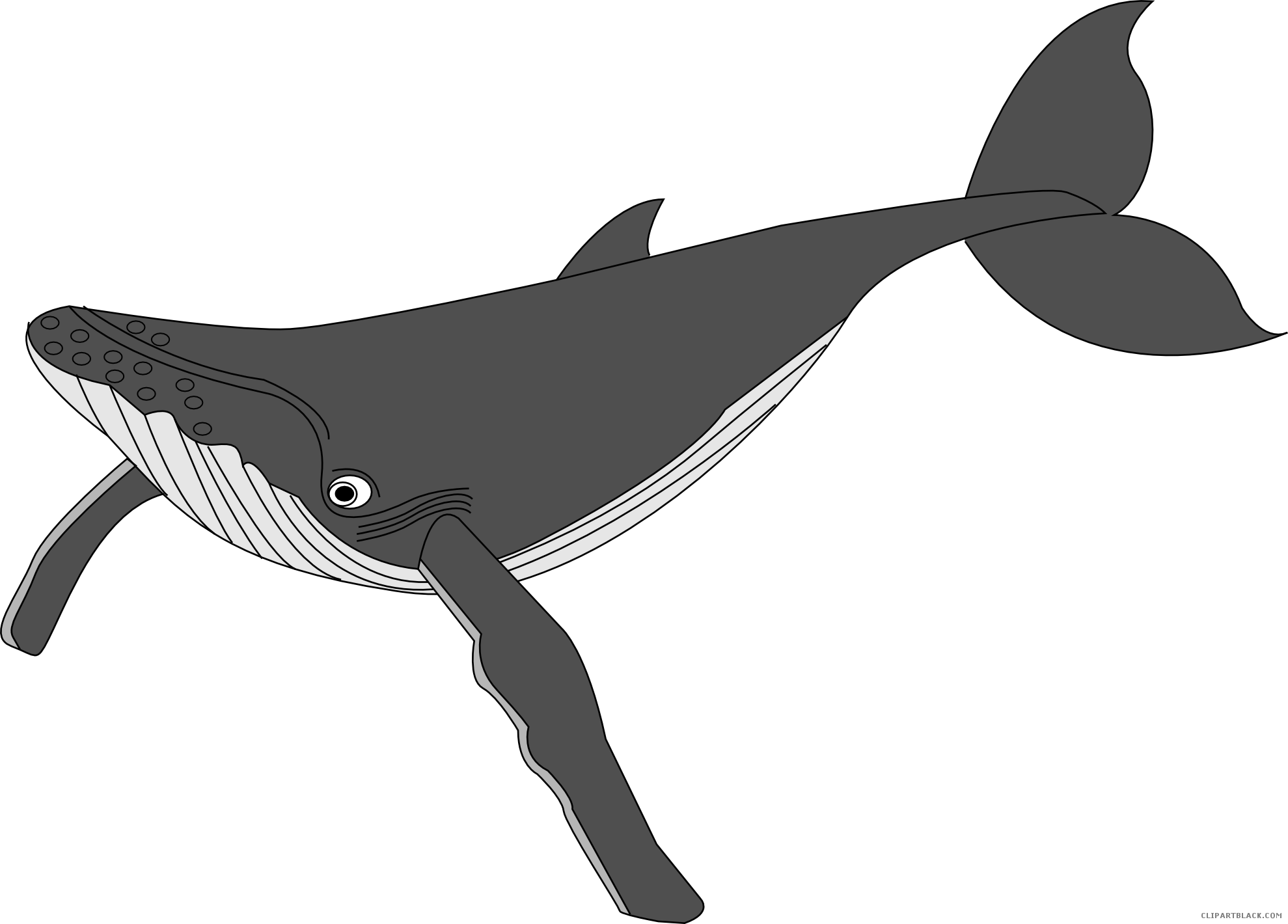orca clipart arctic whale
