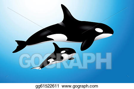 orca clipart baby