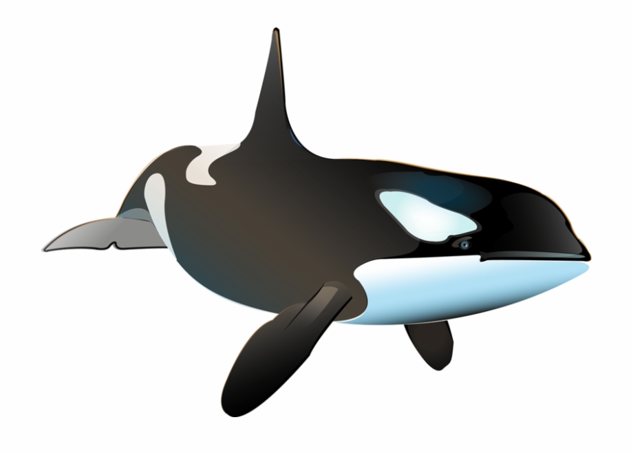 Orca clipart ballena. Killer whale inphography pngtube