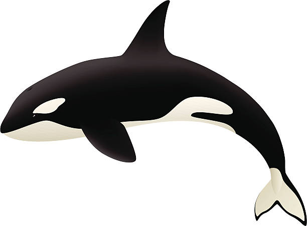 orca clipart ballena