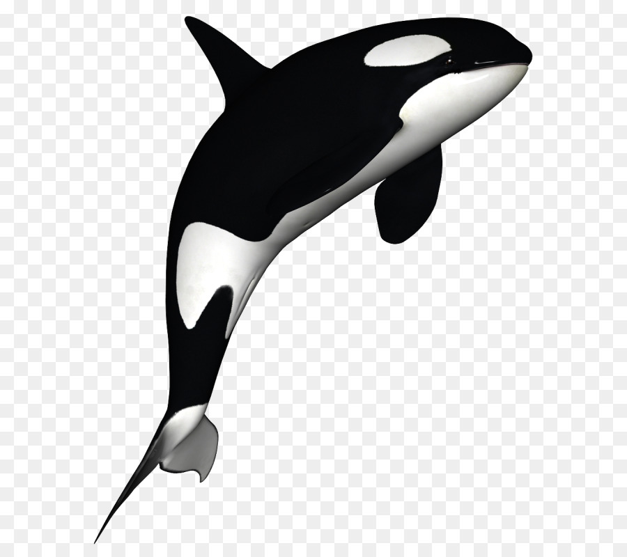 orca clipart ballena