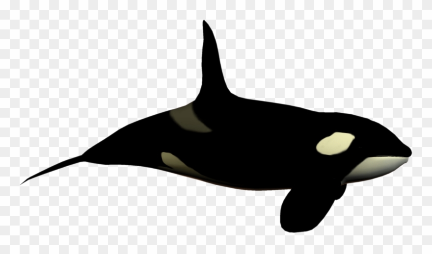 orca clipart big whale