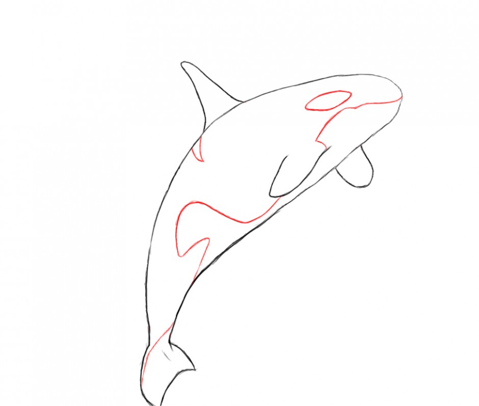 Drawings library whale . Orca clipart coloring page