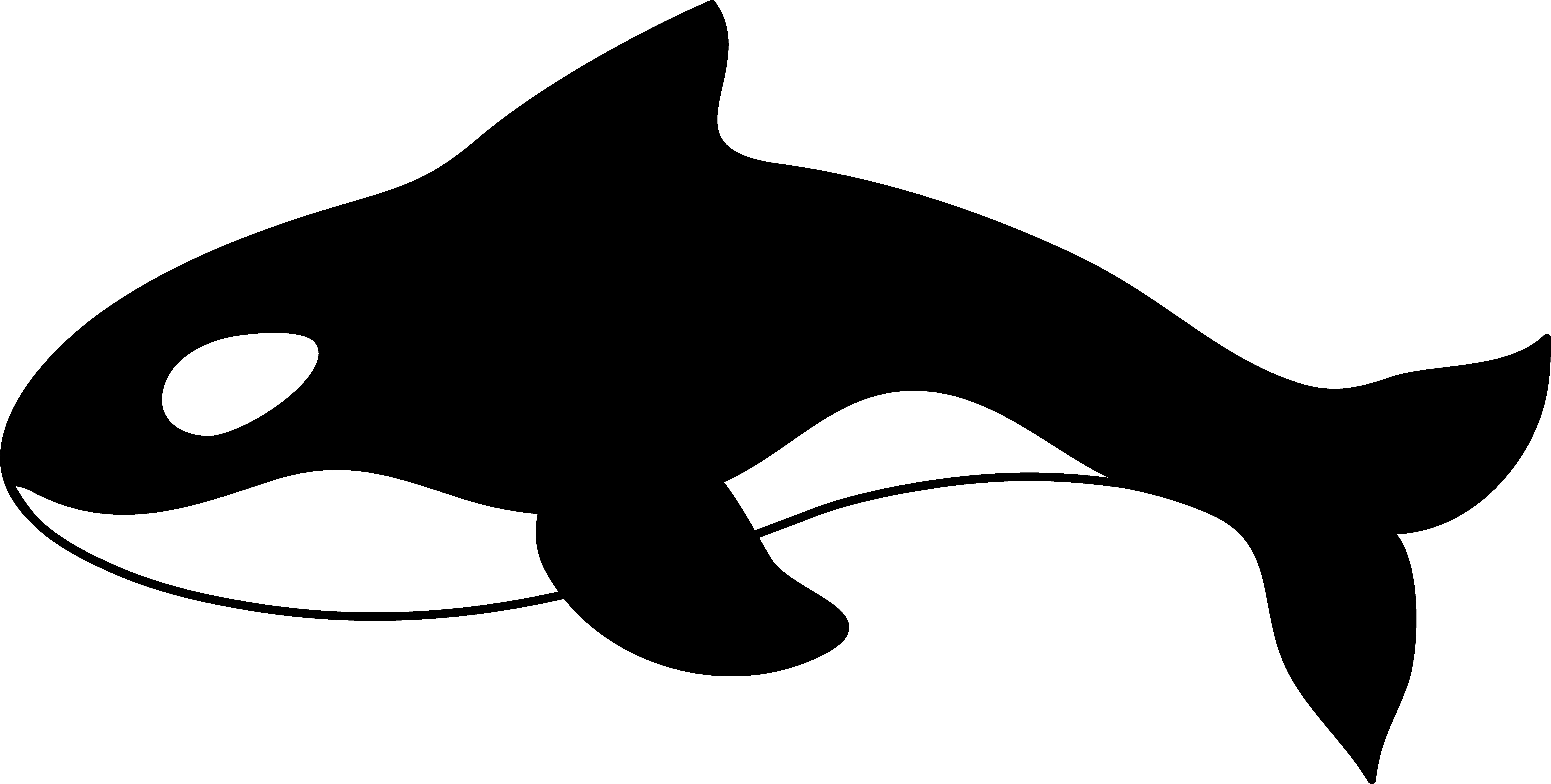 orca clipart easy draw