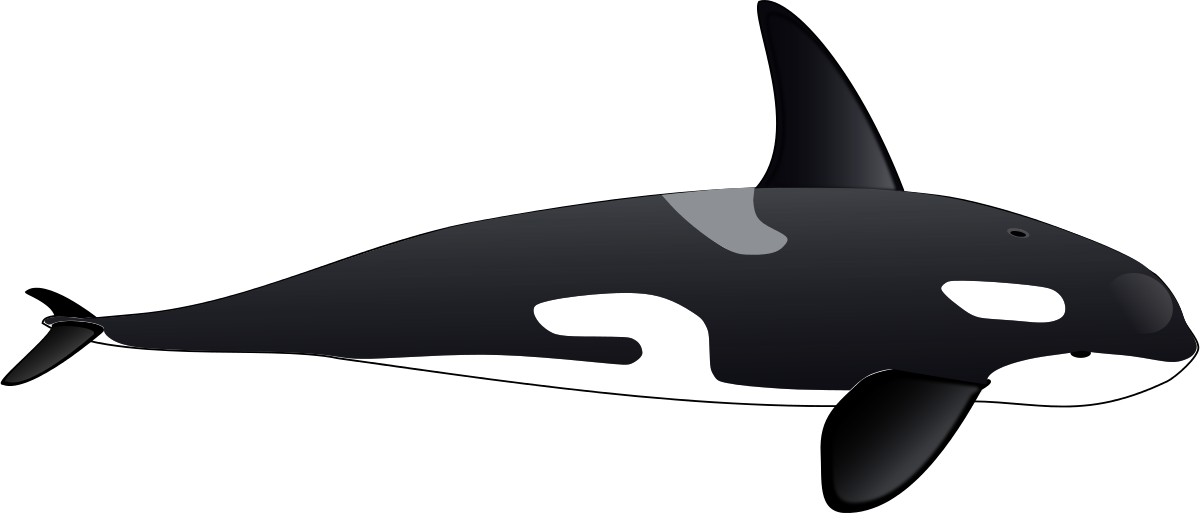 orca clipart full body