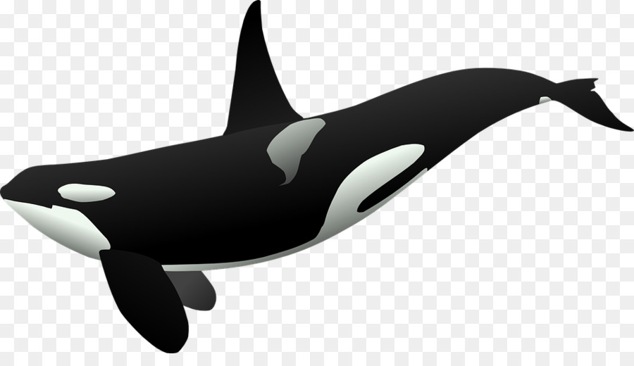 Cartoon penguin dolphin transparent. Orca clipart killer whale