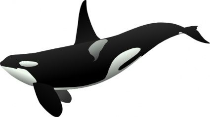 orca clipart little whale