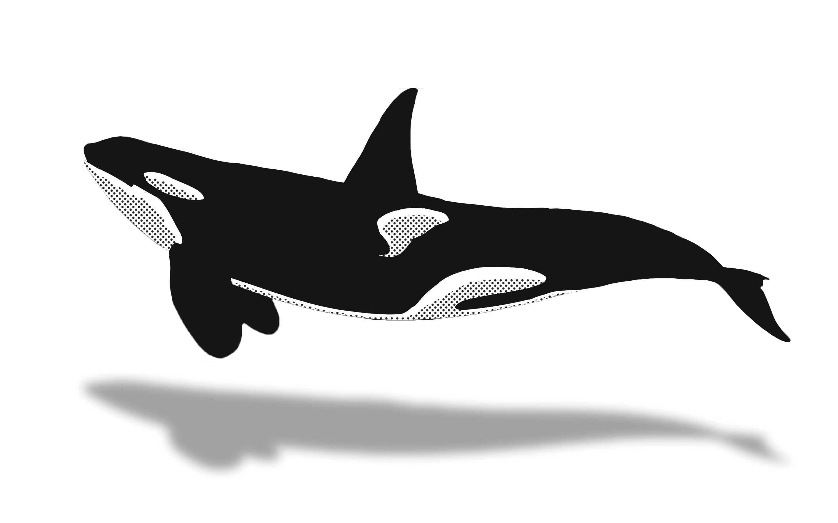 orca clipart minke whale