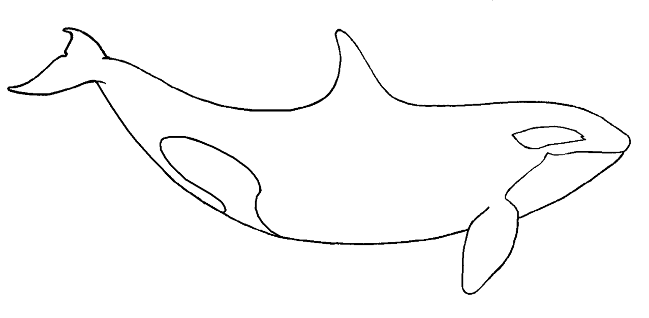 orca clipart outline