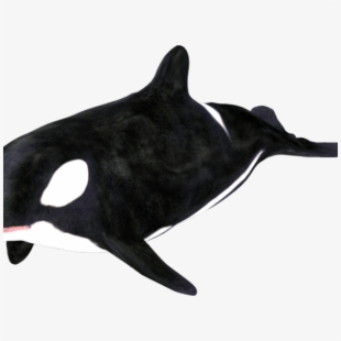orca clipart real whale