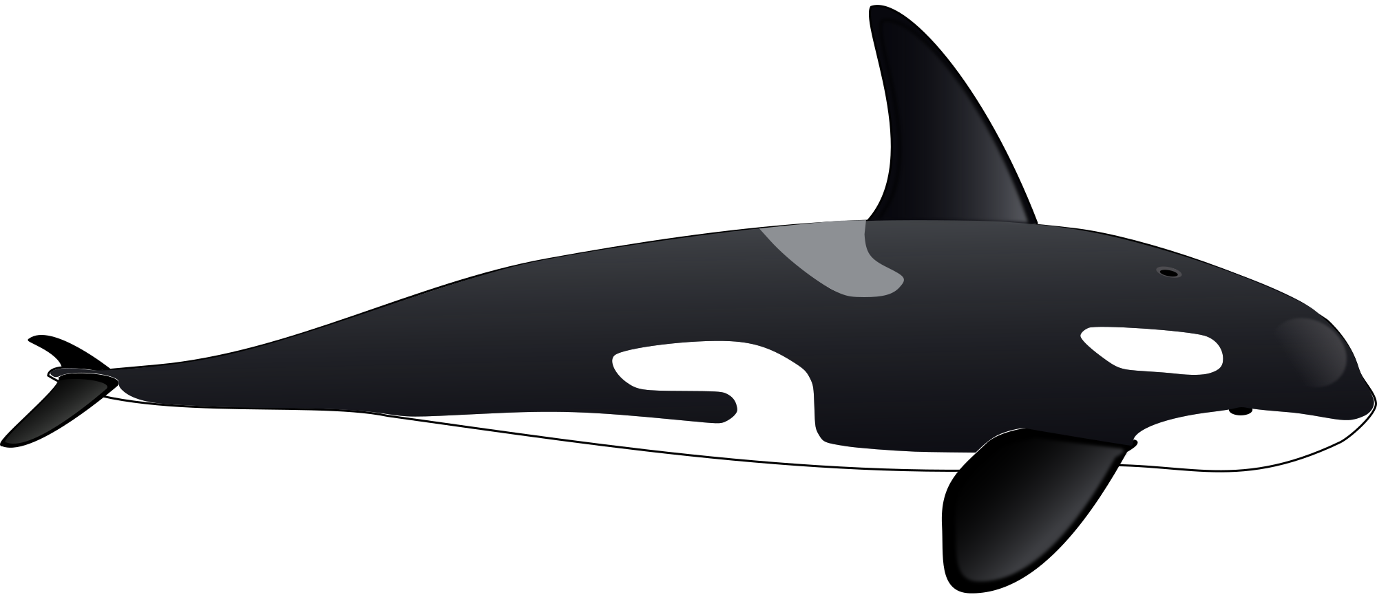 orca clipart realistic