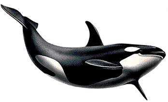 orca clipart realistic