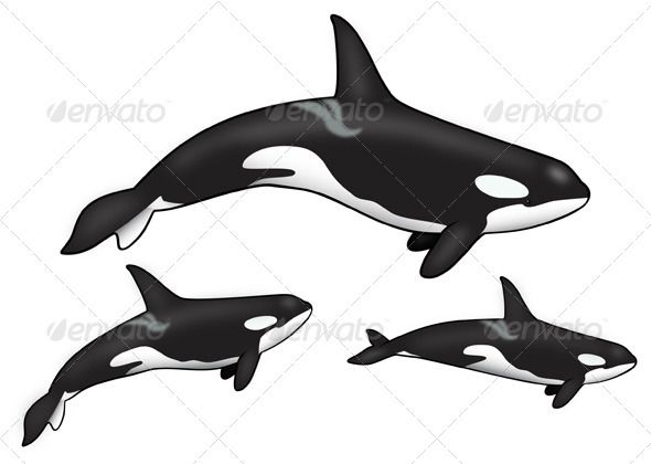 orca clipart sketch