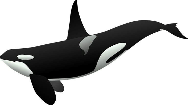 orca clipart small