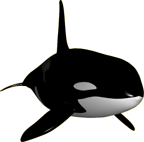 orca clipart transparent