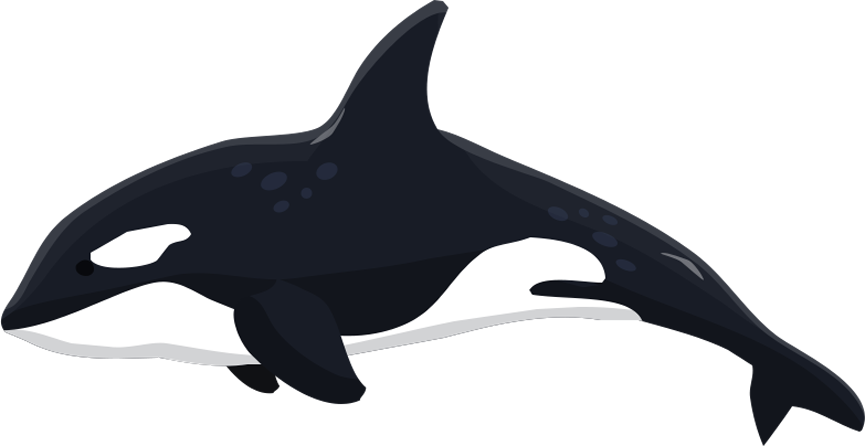 orca clipart whale dolphin