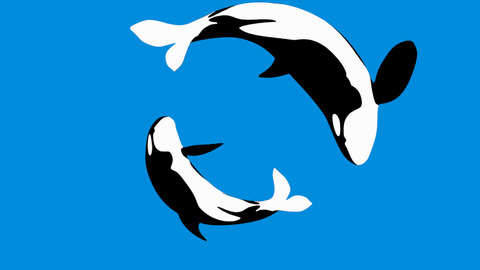 Killer gif find share. Orca clipart whale swimming