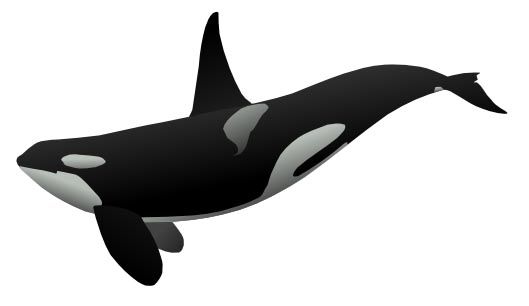 Orca clipart whale swimming. Pin on cricut 
