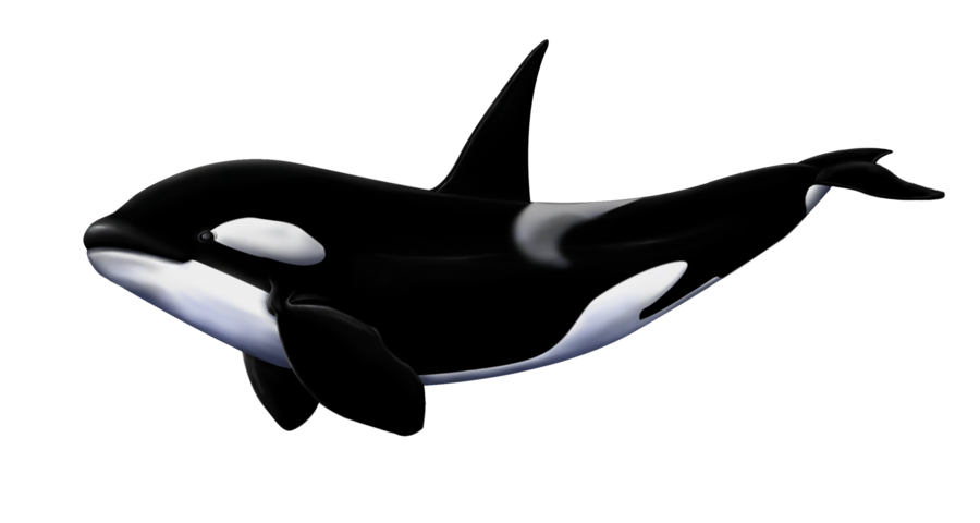 Orca white background