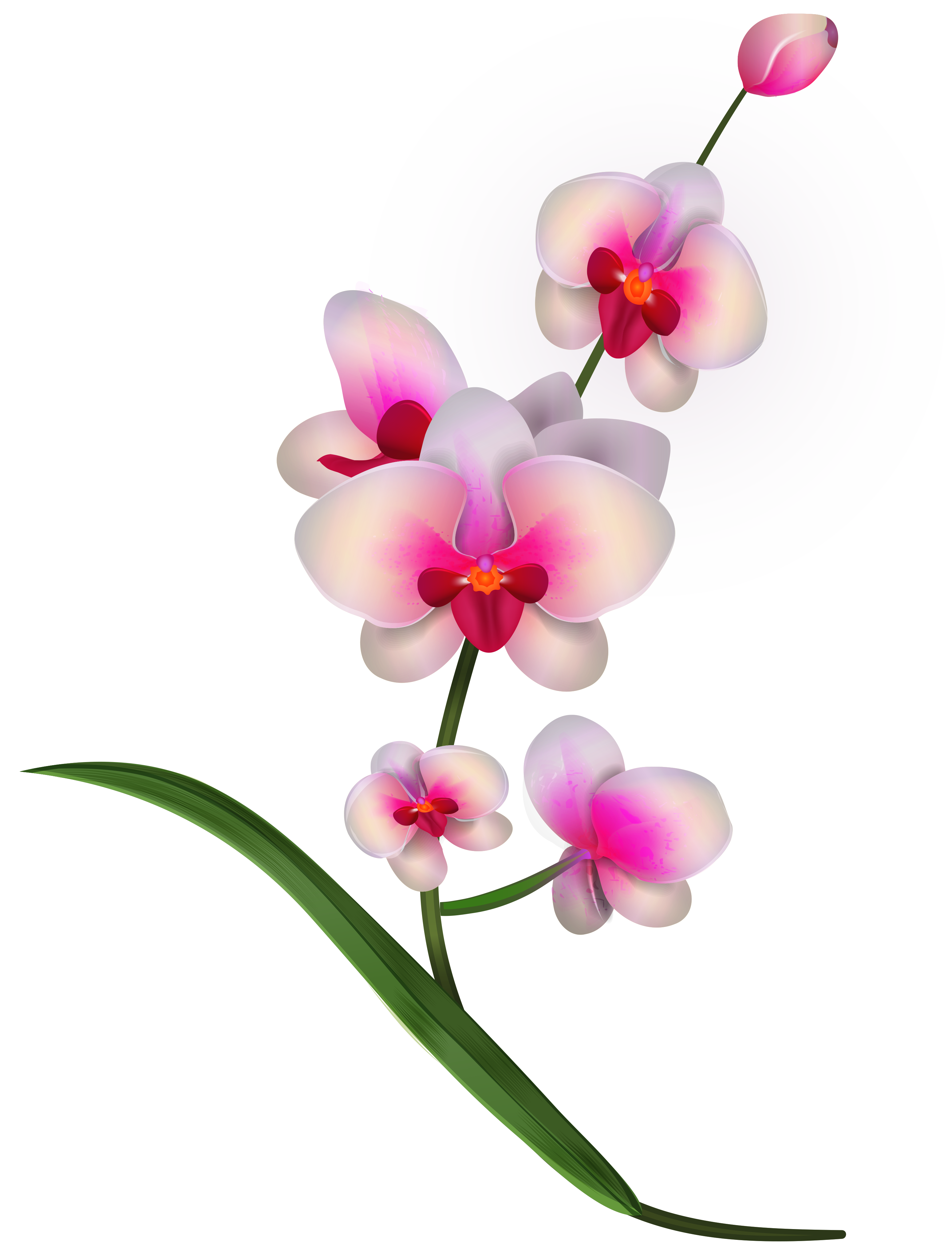 orchid clipart
