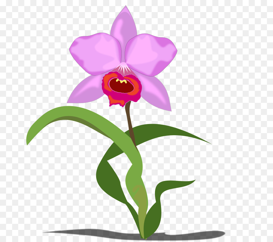 orchid clipart