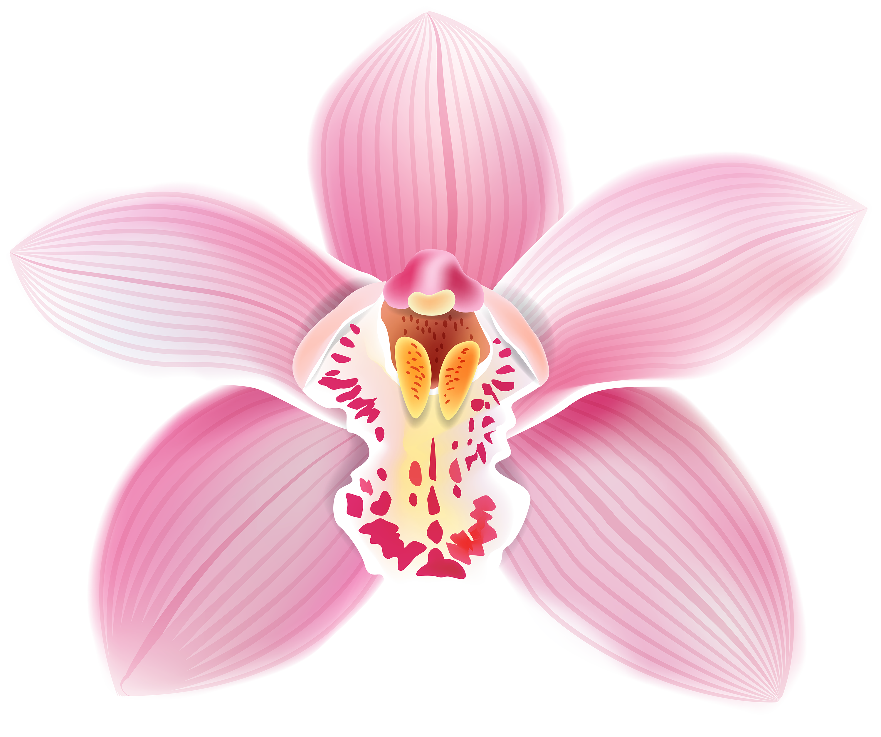 lily clipart fuschia flower