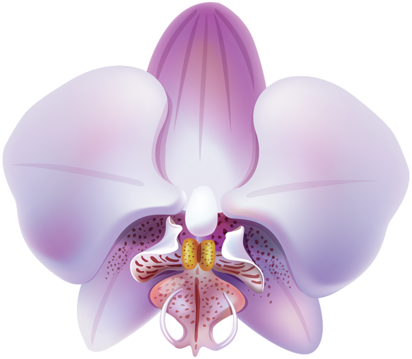 orchid clipart beautiful