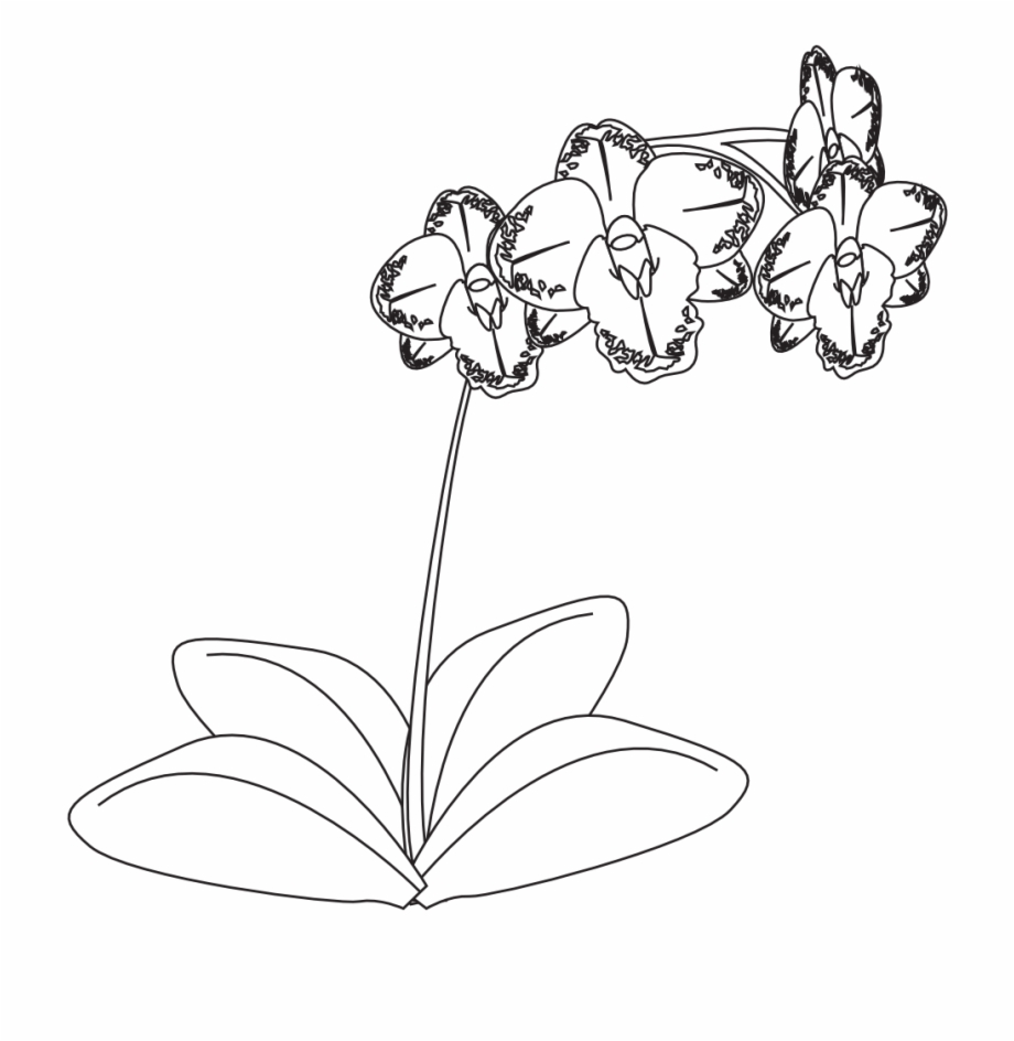 orchid clipart black and white