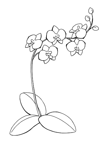 orchid clipart black and white