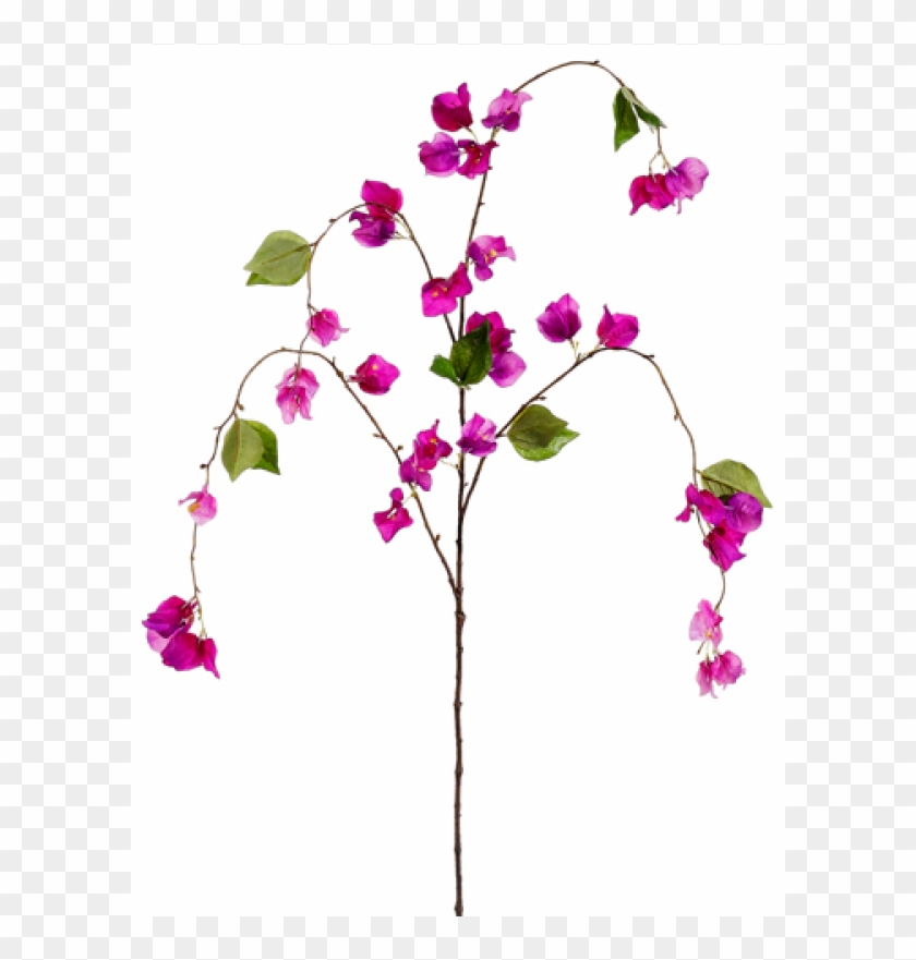 Orchid clipart bougainvillea.  spray purple gilliflower