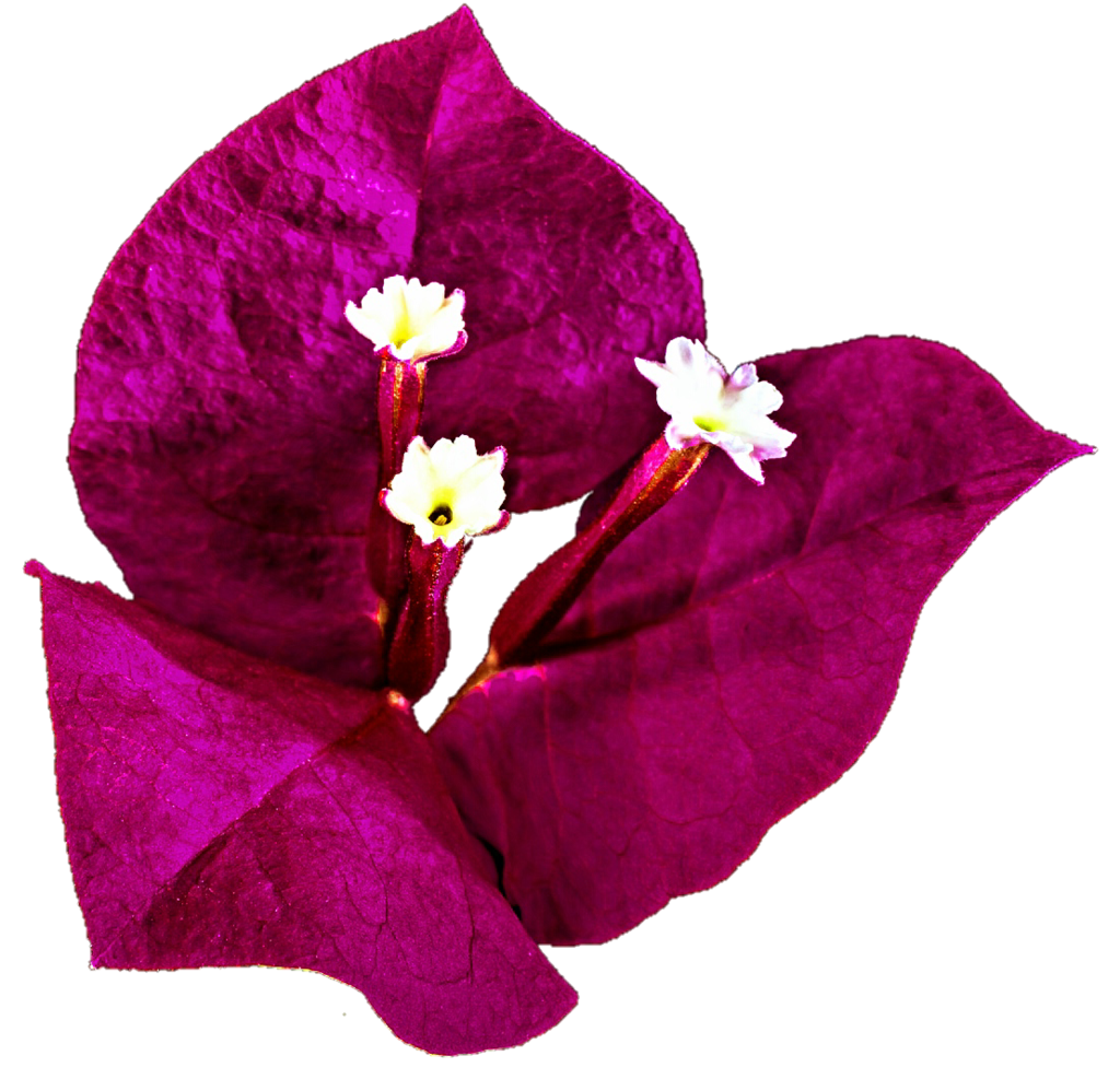 Orchid clipart bougainvillea. Bouganvillea free collection download