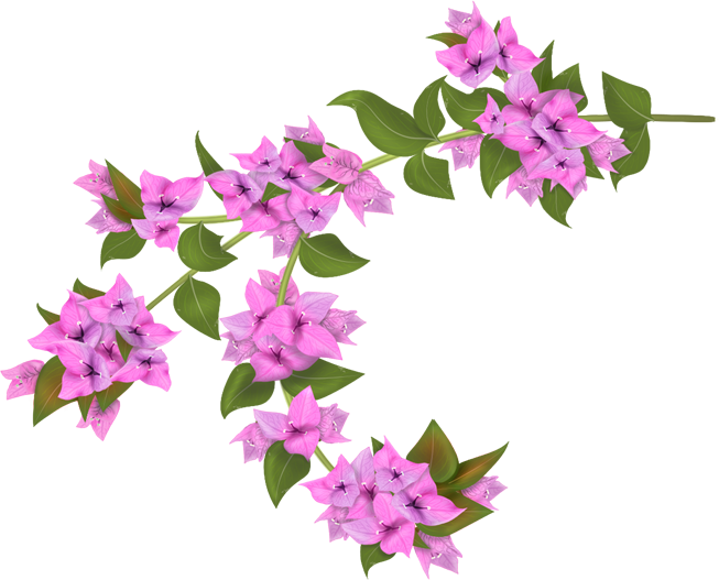 orchid clipart bougainvillea