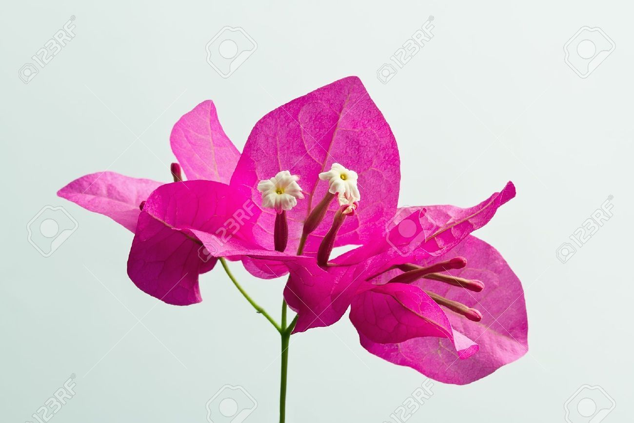 Illustration google search . Orchid clipart bougainvillea