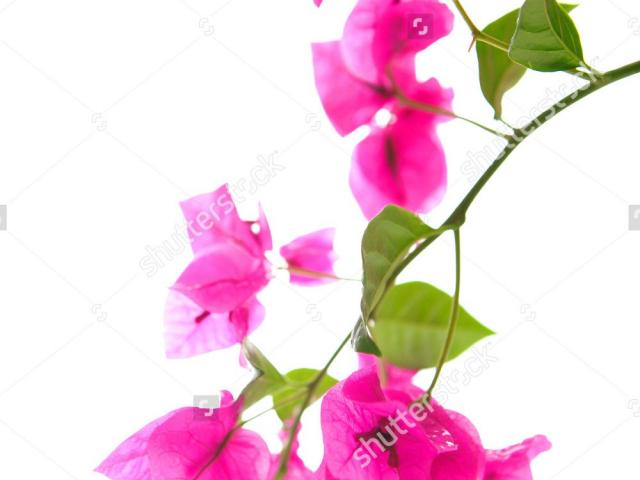 Free download clip art. Orchid clipart bougainvillea