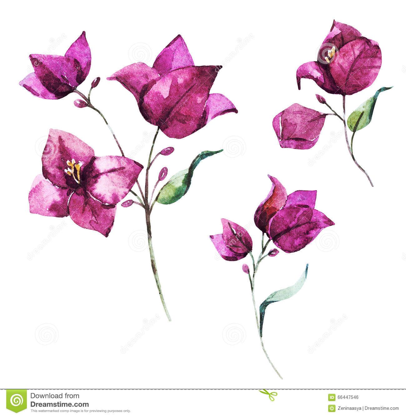 Orchid clipart bougainvillea. Drawing dreamin flower tattoo