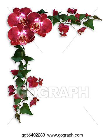 Stock illustration orchids and. Orchid clipart bougainvillea