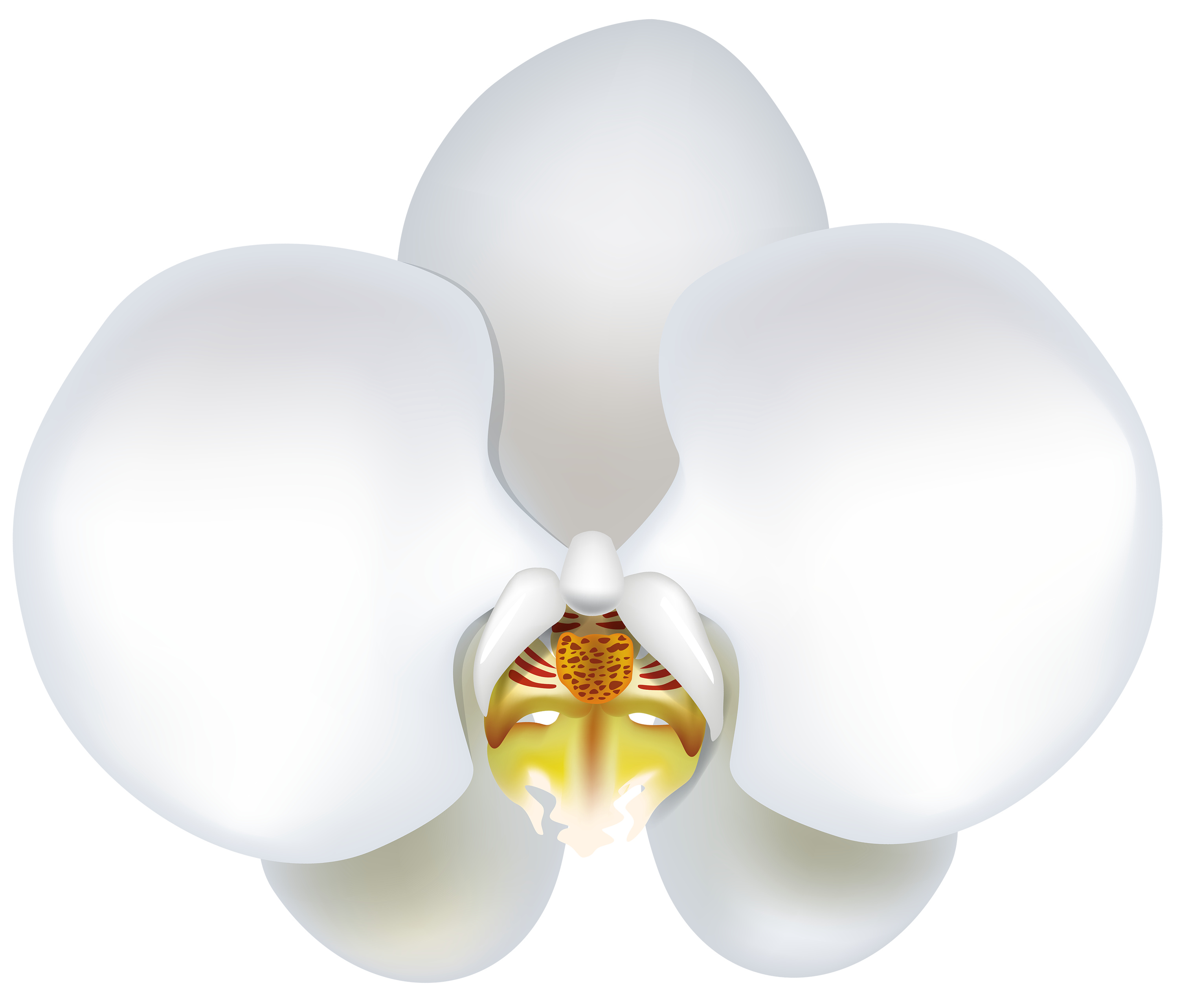 Orchid clipart cartoon. White png best web
