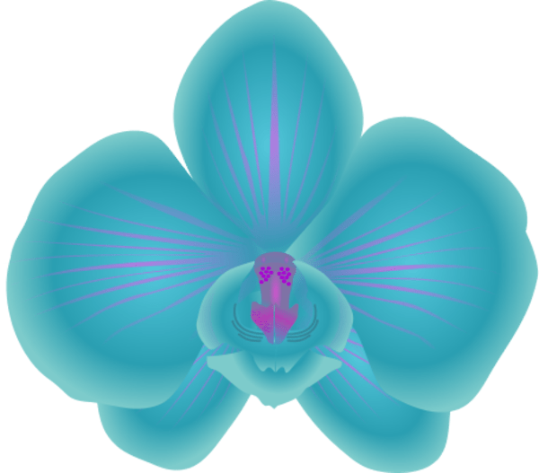 orchid clipart cartoon