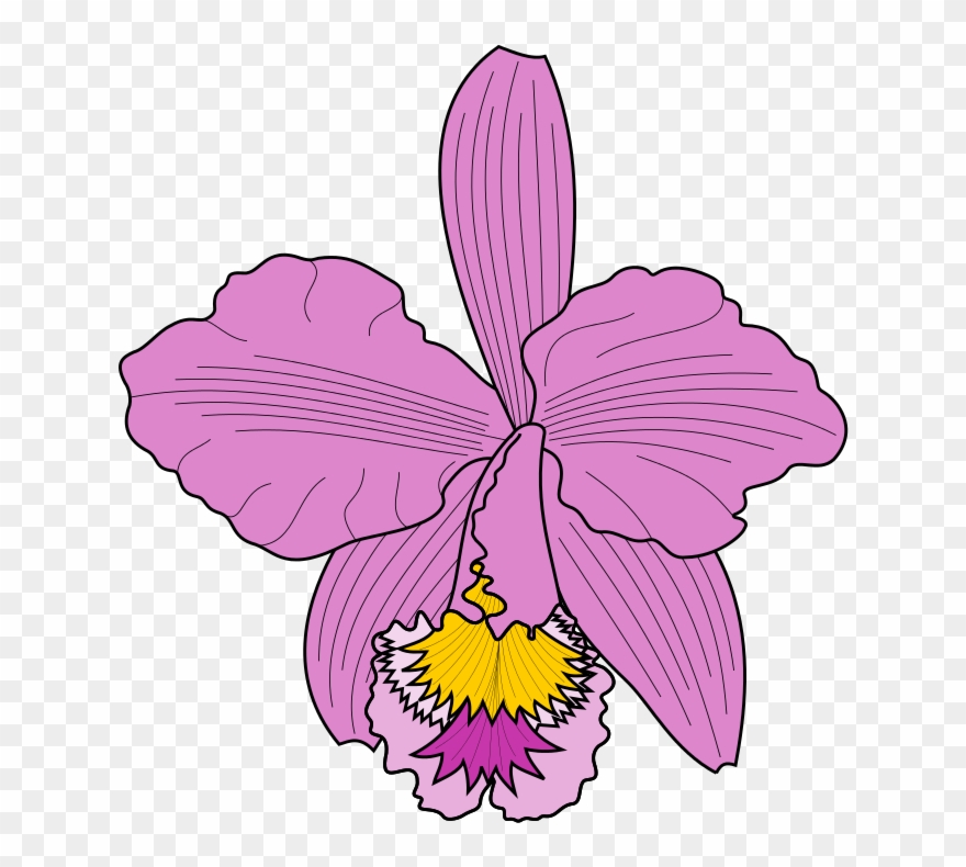 orchid clipart cattleya