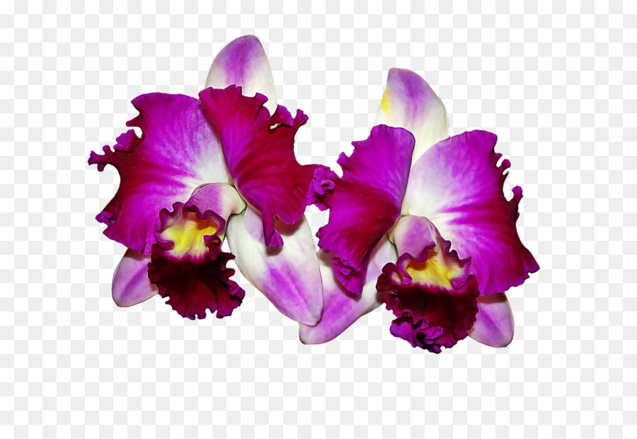 orchid clipart cattleya
