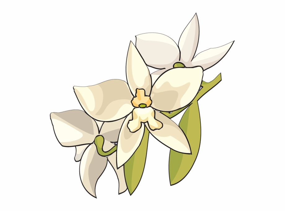 orchid clipart clip art