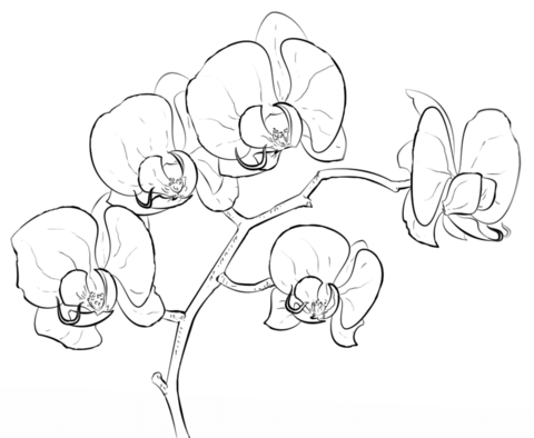 orchid clipart coloring page