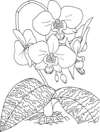 orchid clipart coloring page