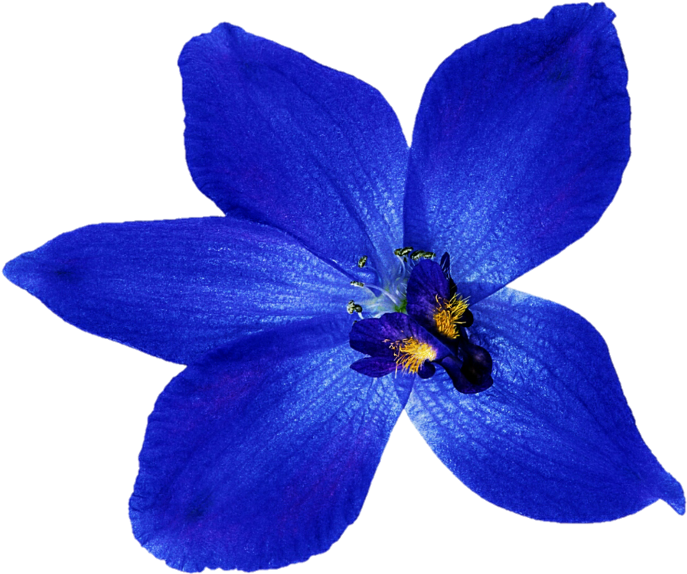 orchid clipart deep blue