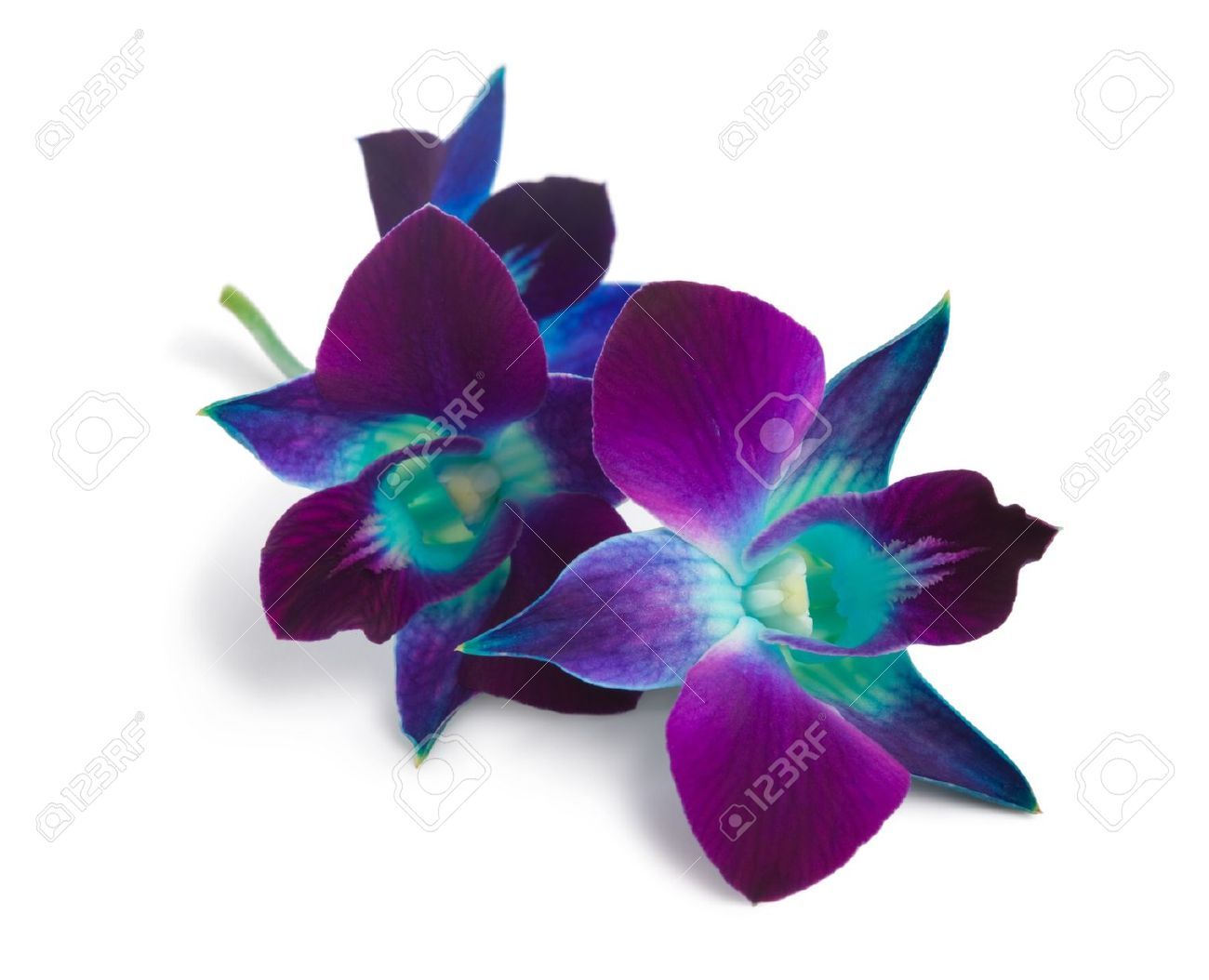 orchid clipart deep blue