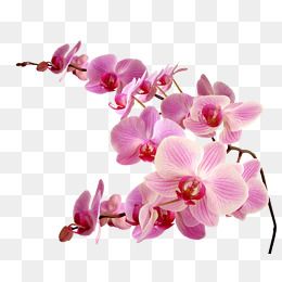 Orchid clipart file.  pink flower flowers