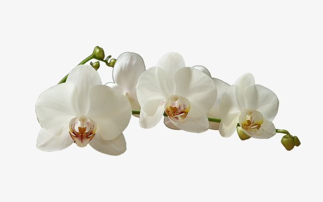 White five png transparent. Orchid clipart file